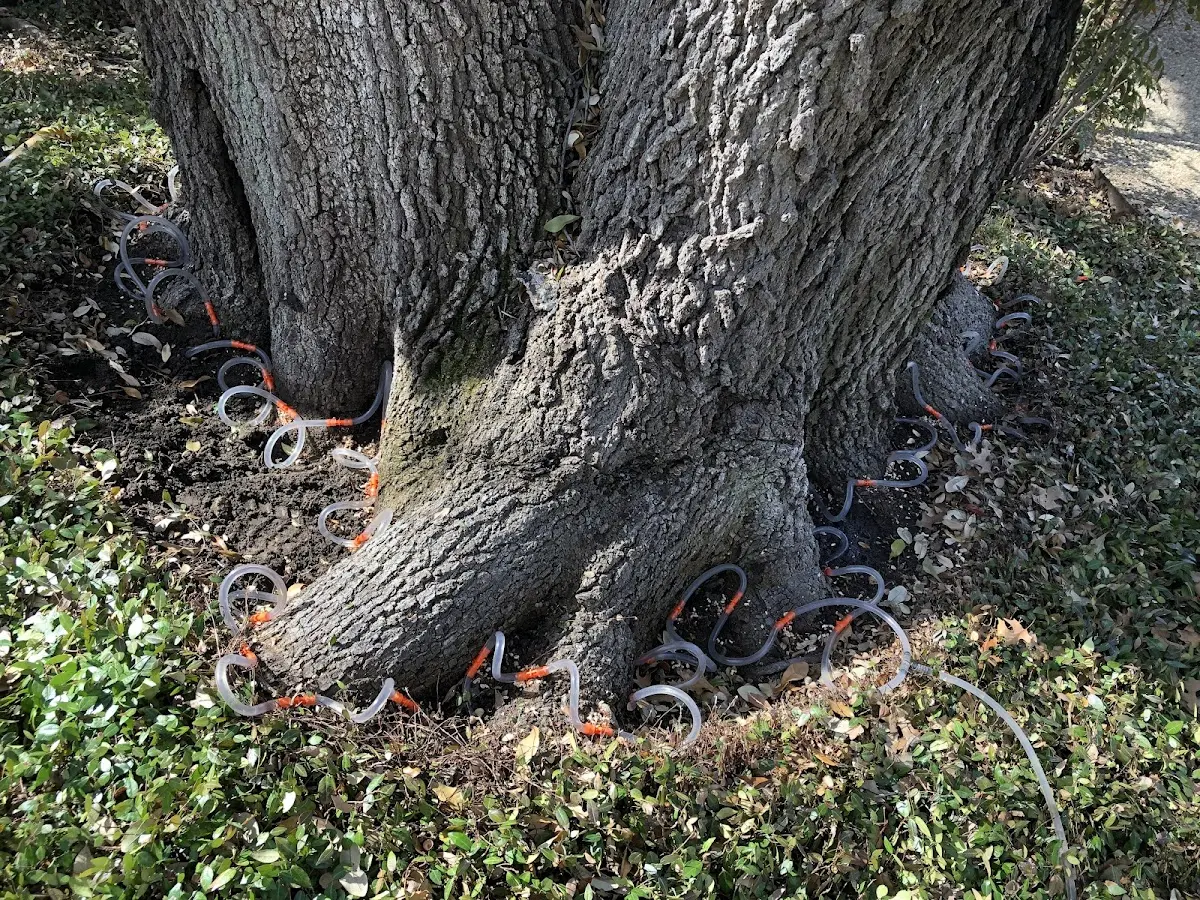 Detailed Tree Cabling and Bracing job site in Madrid