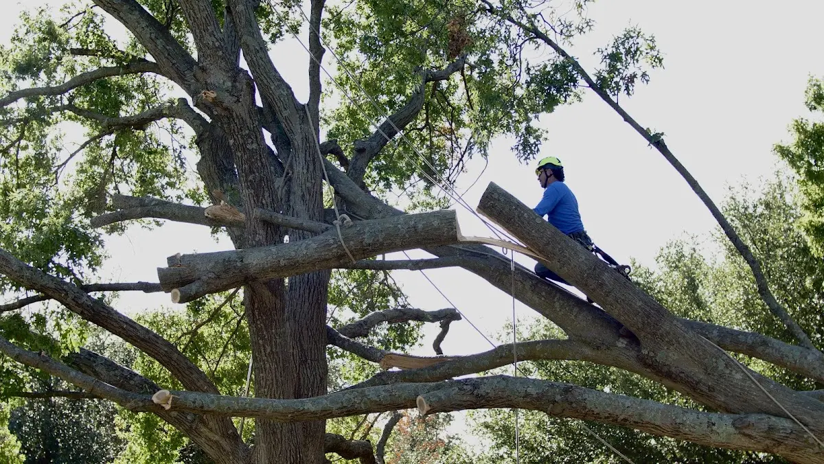 Professional Hazardous Tree Removal performed by certified arborists in Madrid